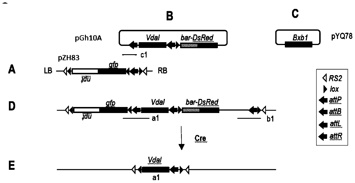 Establishment of cotton gene superposition target system and application thereof