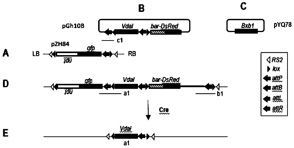 Establishment of cotton gene superposition target system and application thereof