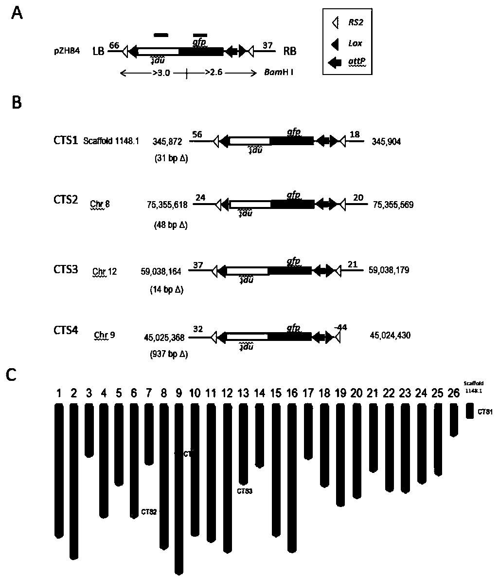 Establishment of cotton gene superposition target system and application thereof