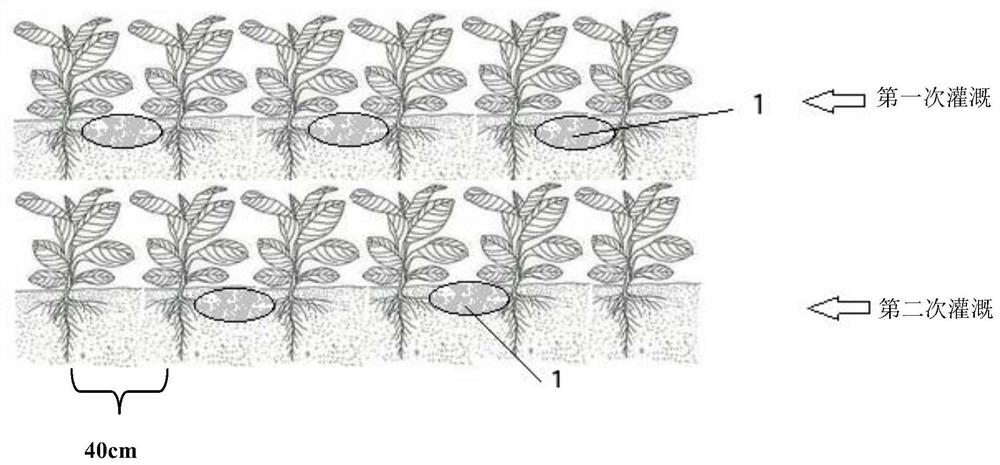 A high-efficiency irrigation method for flue-cured tobacco based on narrow plant and wide row cultivation