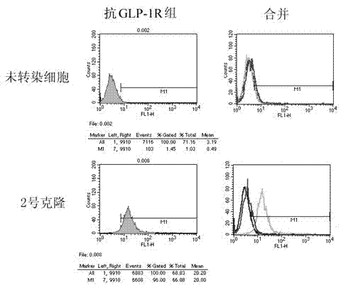 Cell strain for measuring bioactivity of GLP-1 and functional analogue thereof and application of cell strain