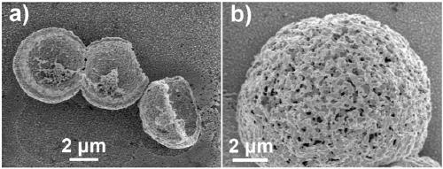 Hemispherical shell-like porous gold micro-nano structure and its preparation method and application