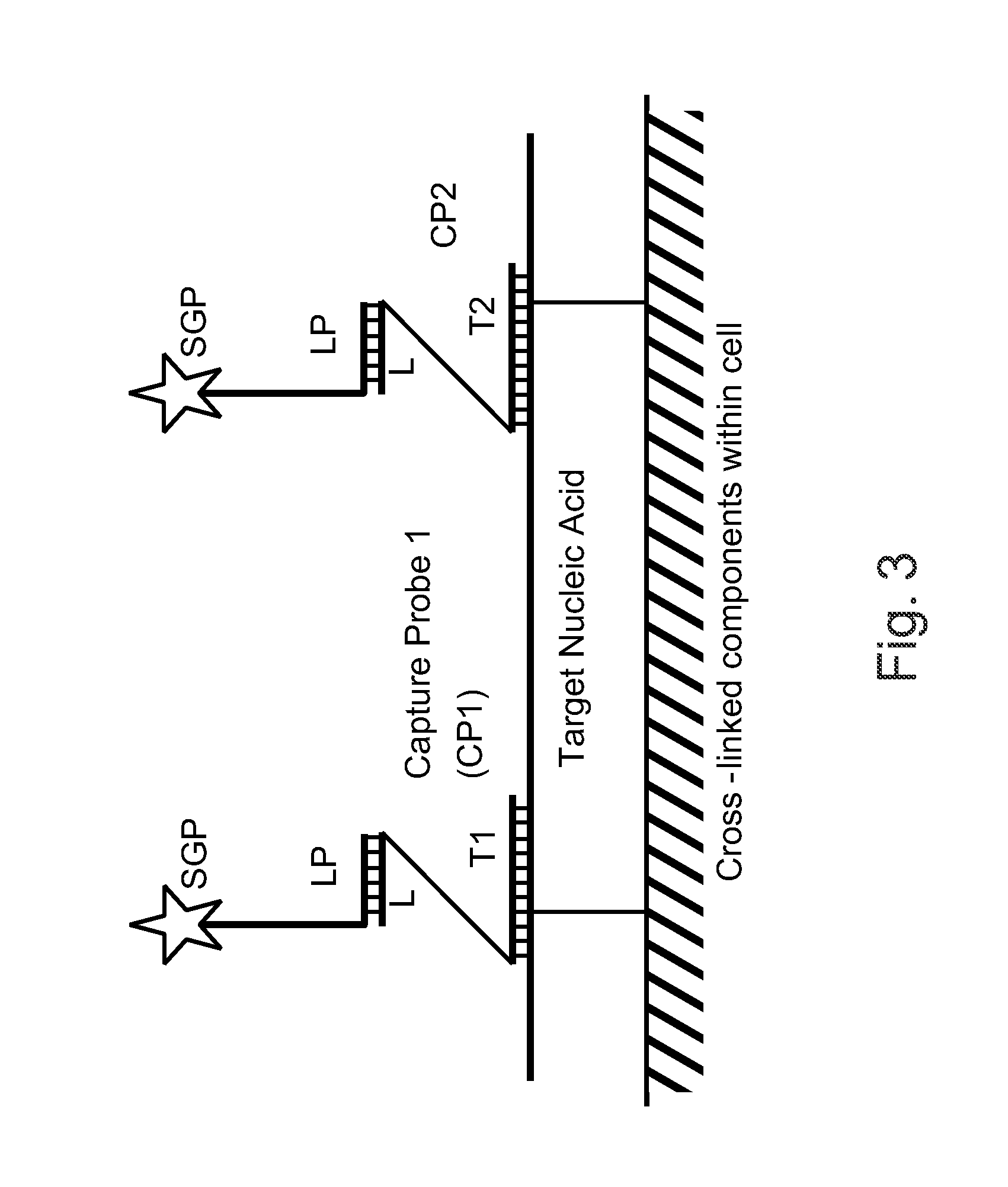 Methods of detecting nucleic acid sequences with high specificity