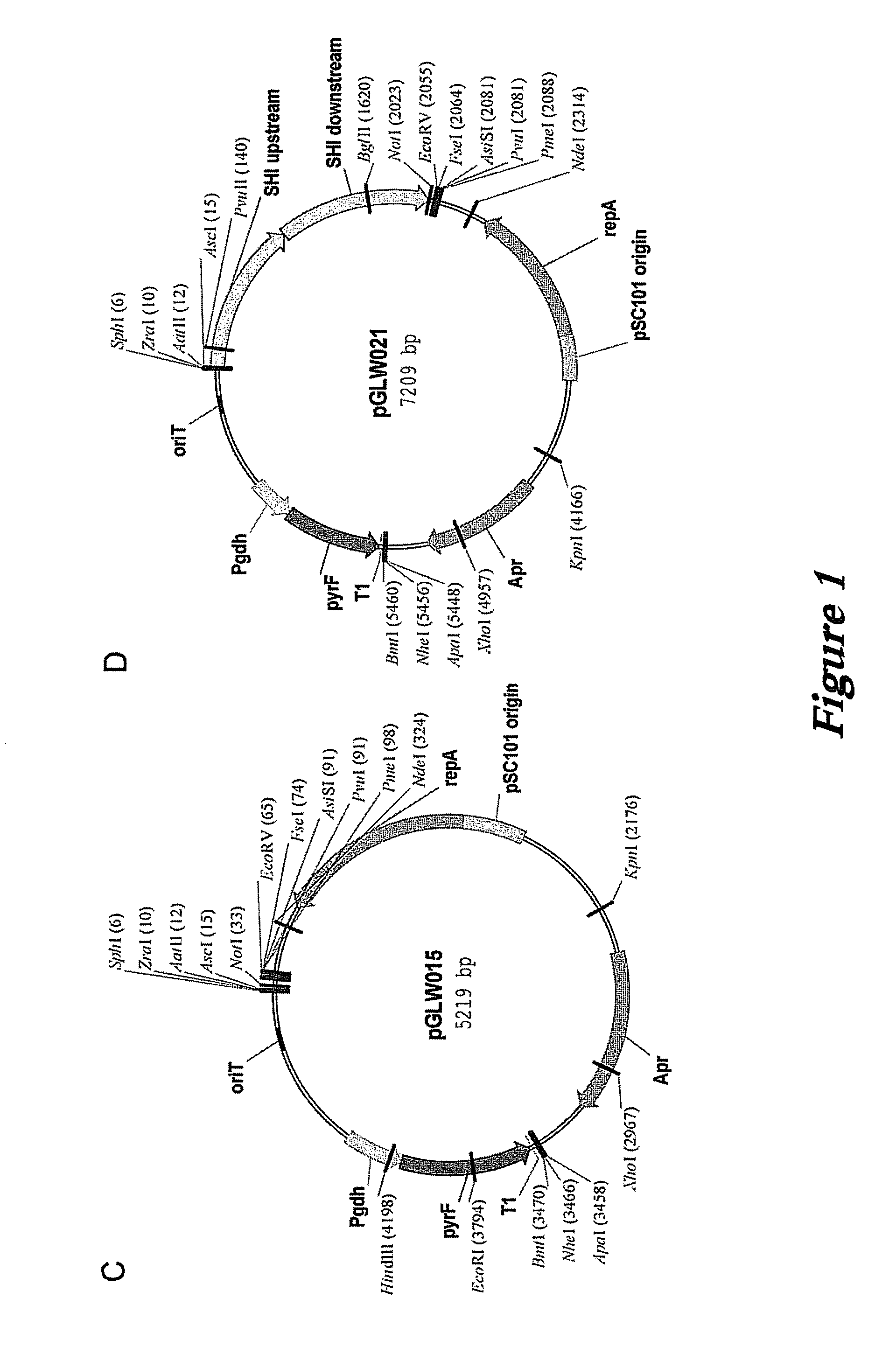 <i>pyrococcus furiosus </i>strains and methods of using same