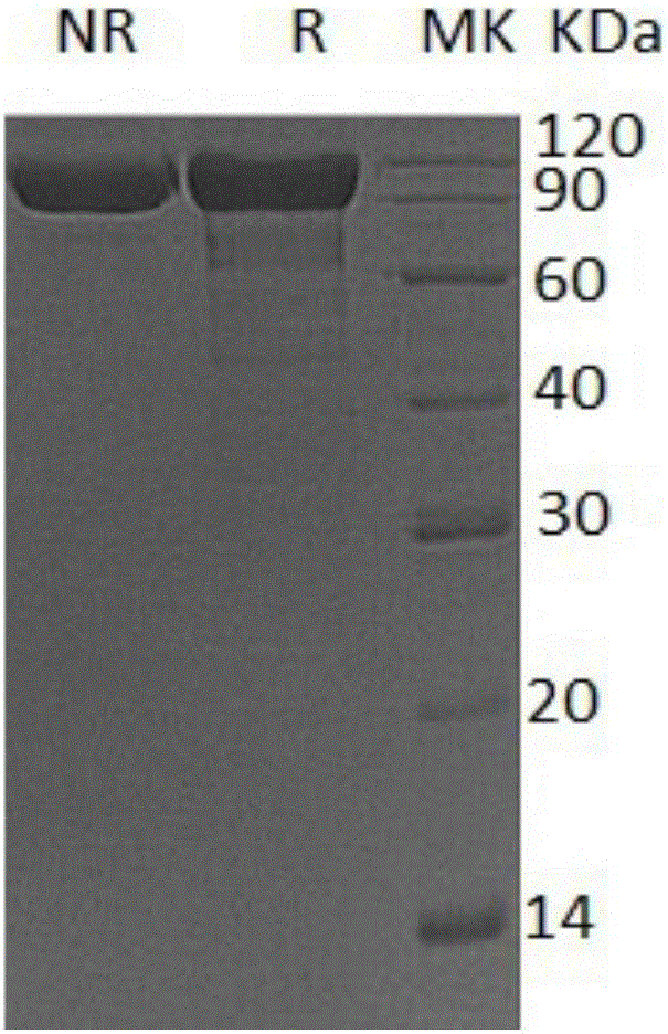 Pfu DNA polymerase and preparation method thereof