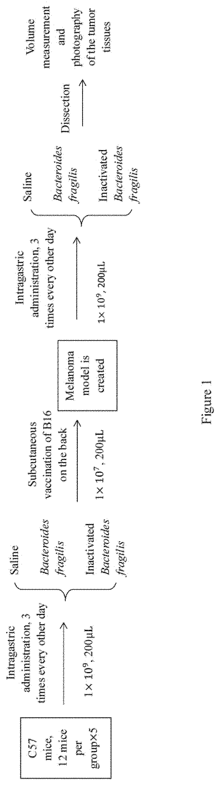 Use of bacteroides fragilis in preparation of medicament for treating and preventing tumor