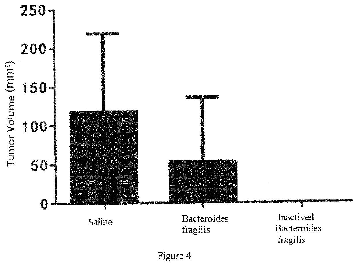 Use of bacteroides fragilis in preparation of medicament for treating and preventing tumor