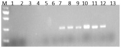 Primers for specific gene of Escherichia coli and detection method of Escherichia coli