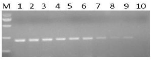 Primers for specific gene of Escherichia coli and detection method of Escherichia coli