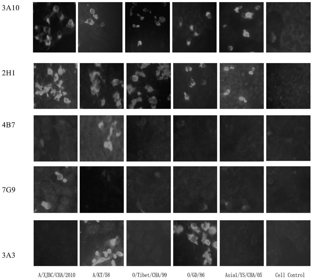 Hybridoma cell line secreting foot-and-mouth disease virus nonstructural protein monoclonal antibody 2h1 and its application