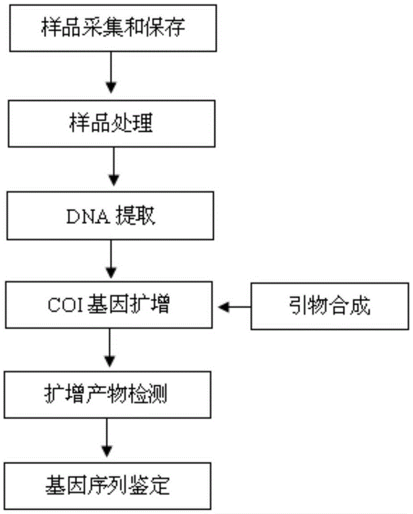 Sinilabeo rendahli DNA (deoxyribonucleic acid) bar code standard detection gene and application thereof