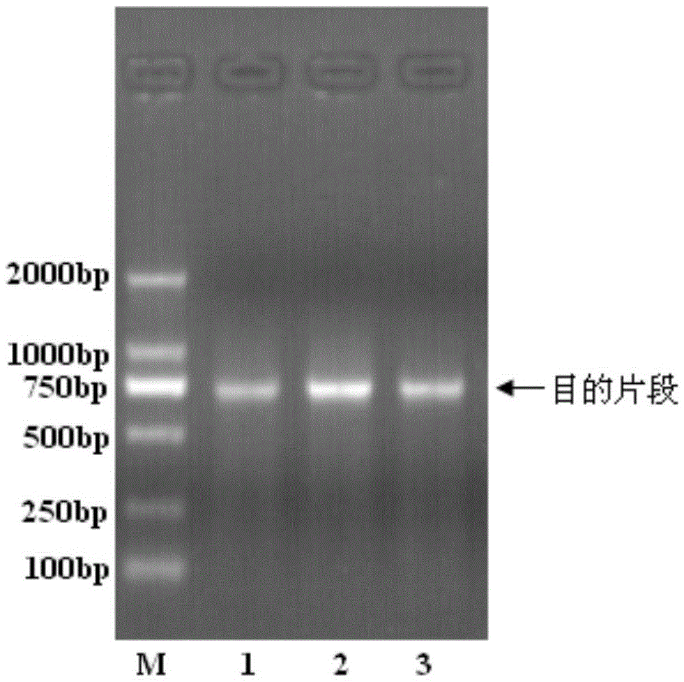 Sinilabeo rendahli DNA (deoxyribonucleic acid) bar code standard detection gene and application thereof