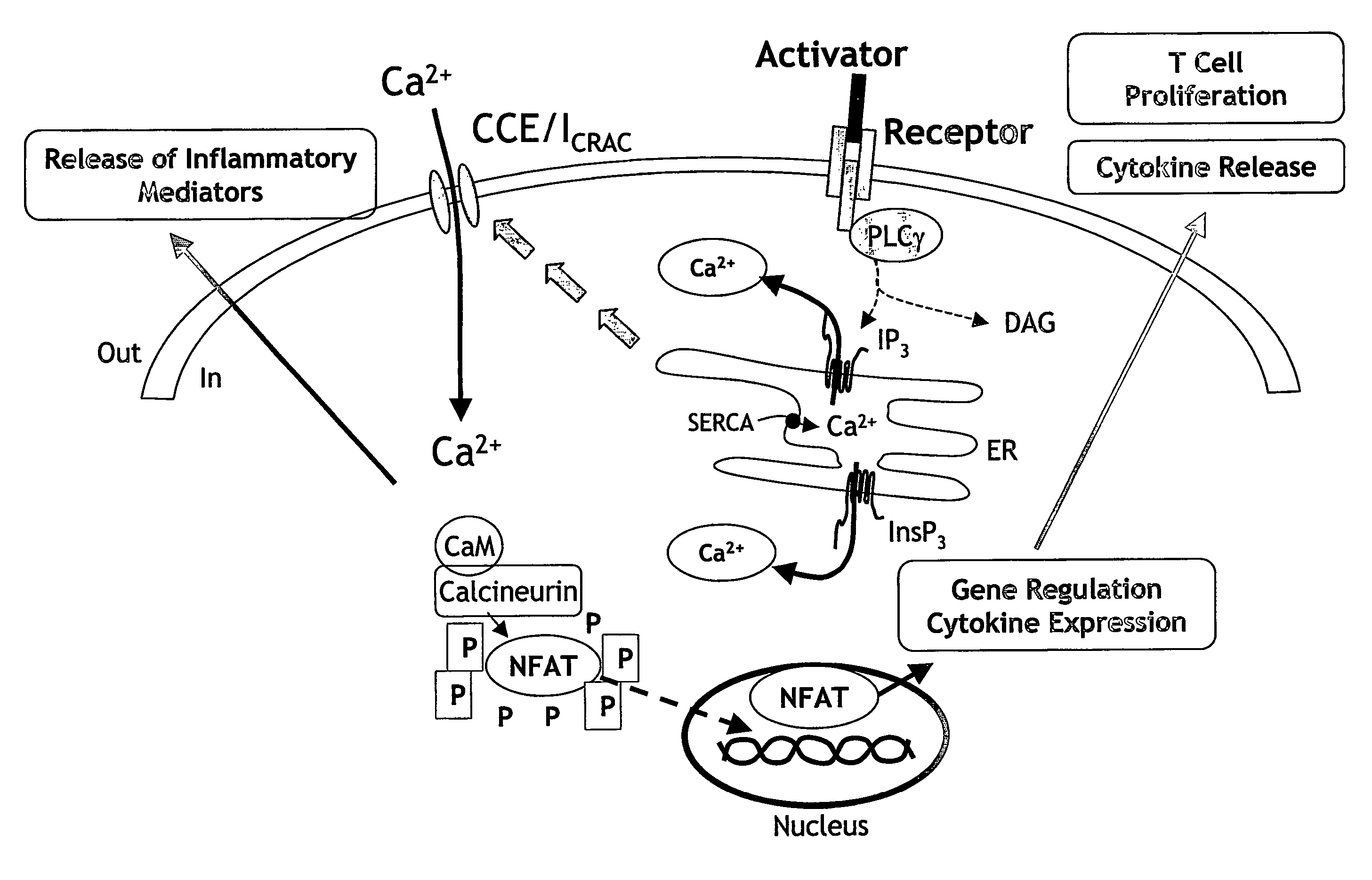 Composition comprising a cell comprising a STIM1 protein and an agent that modulates intracellular calcium and methods of use