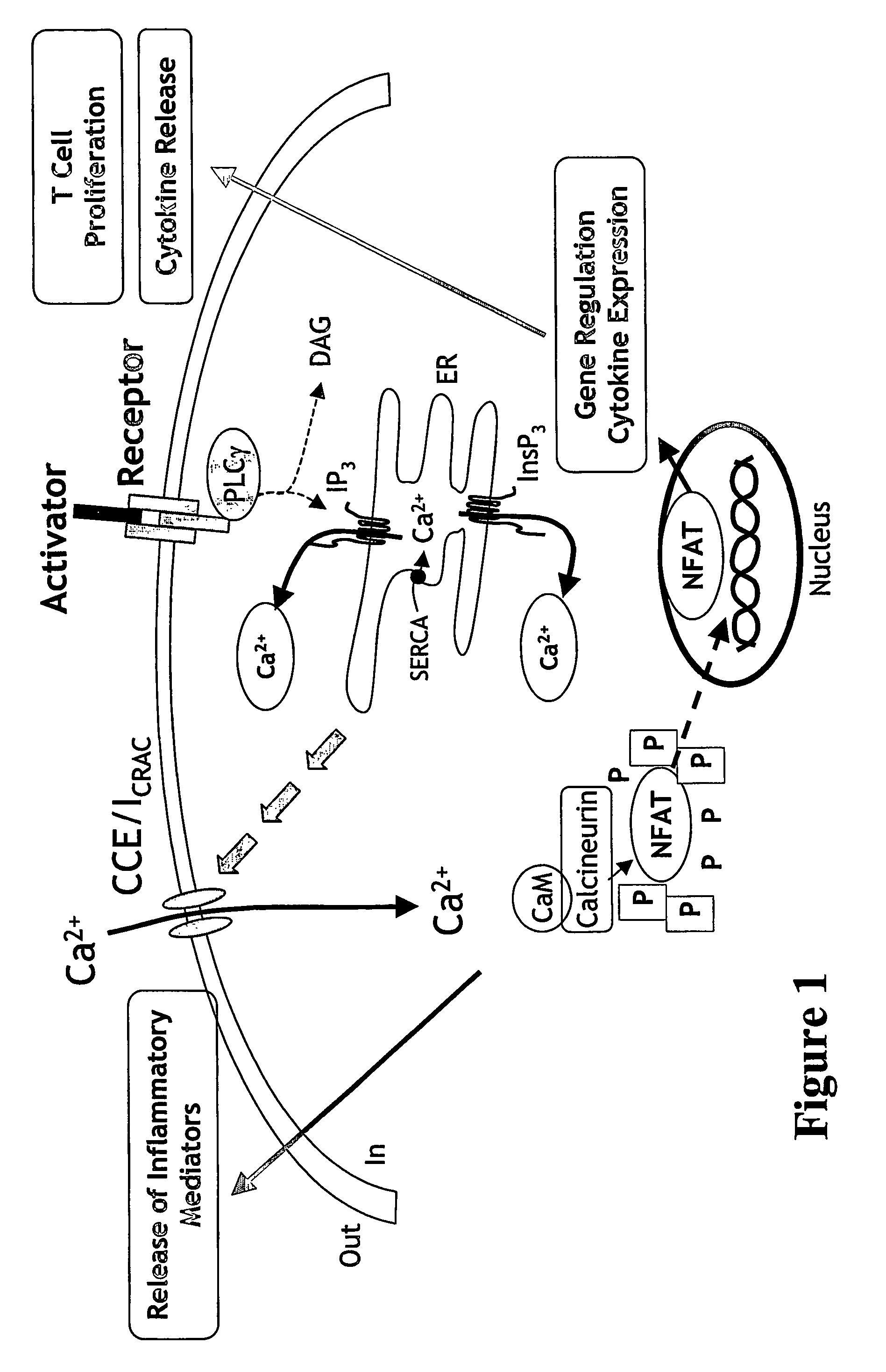 Composition comprising a cell comprising a STIM1 protein and an agent that modulates intracellular calcium and methods of use