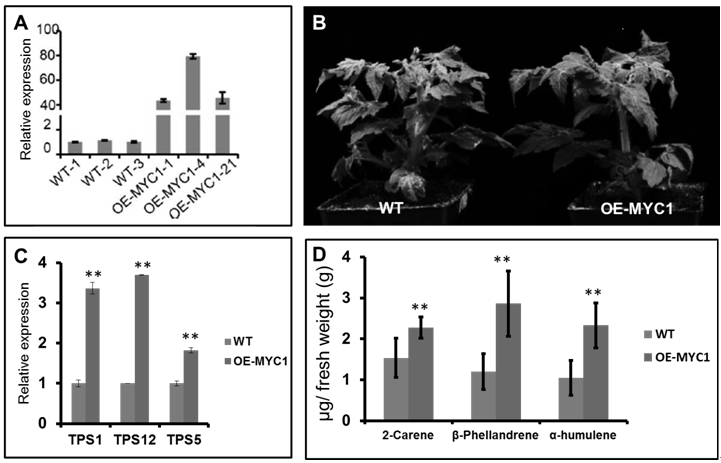 Method for increasing content of terpene substances to improve insect resistance of tomatoes