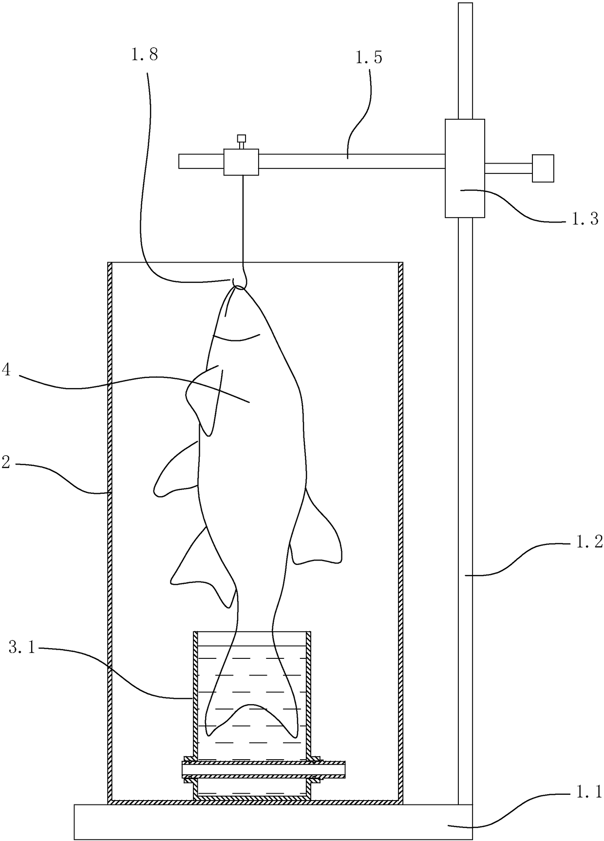 An imaging method for an osteichthyes skeleton growth model