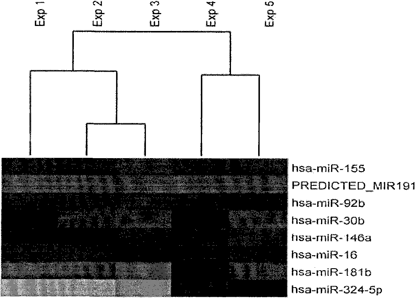 Application of miR-146a in preparing medicine for curing gastricism