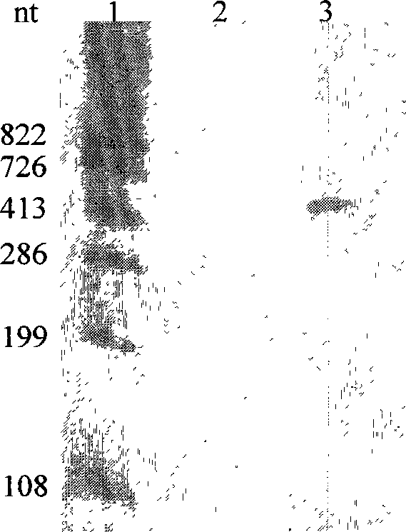 Method for constructing hepatitis C virus specific ribozyme M1GS-hcv/C76 and uses thereof