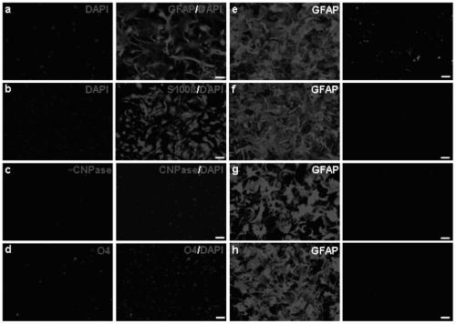 Application of ascl1 in inducing transdifferentiation of astrocytes into functional neurons