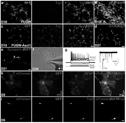 Application of ascl1 in inducing transdifferentiation of astrocytes into functional neurons
