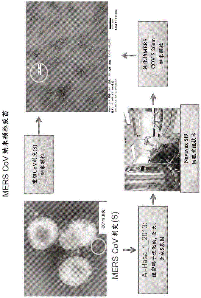 Immunogenic middle east respiratory syndrome coronavirus (MERS-CoV) compositions and methods