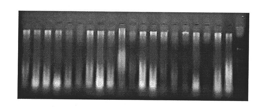 Erigeron breviscapus DNA polymorphism detection method and application thereof