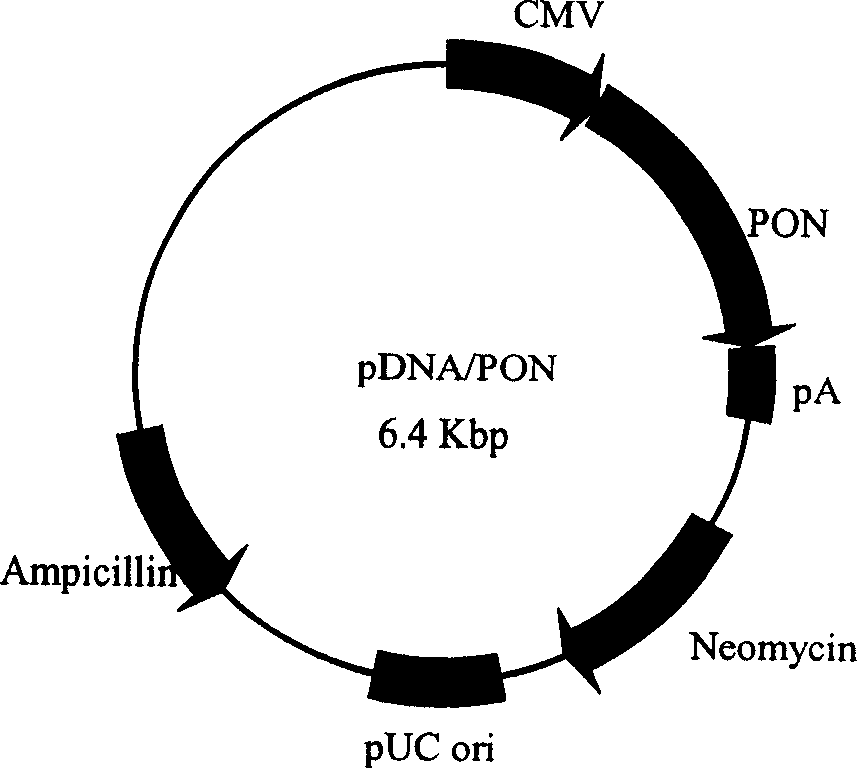 Recombinant plasmid containing PON gene and its use