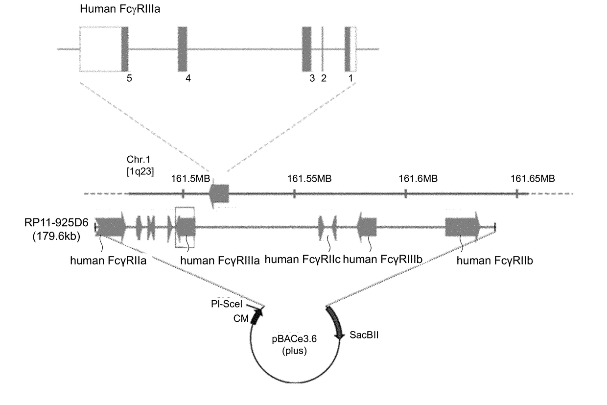 TRANSGENIC NON-HUMAN ANIMAL EXPRESSING HUMAN SPECIFIC MOLECULE AND HUMAN FCy RECEPTOR FAMILY