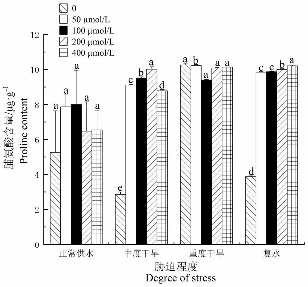 Method for improving drought resistance of oil Paeonia suffruticosa Andr. by adopting methyl jasmonate