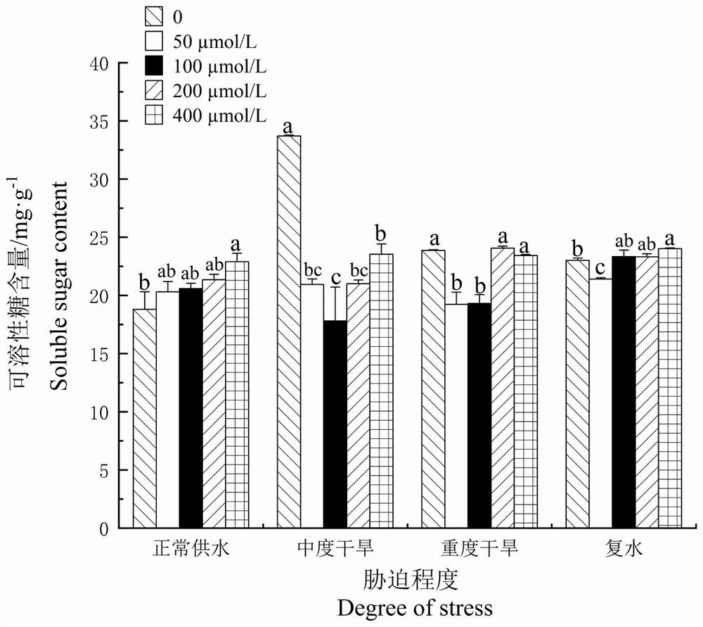 Method for improving drought resistance of oil Paeonia suffruticosa Andr. by adopting methyl jasmonate