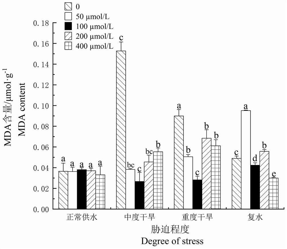 Method for improving drought resistance of oil Paeonia suffruticosa Andr. by adopting methyl jasmonate