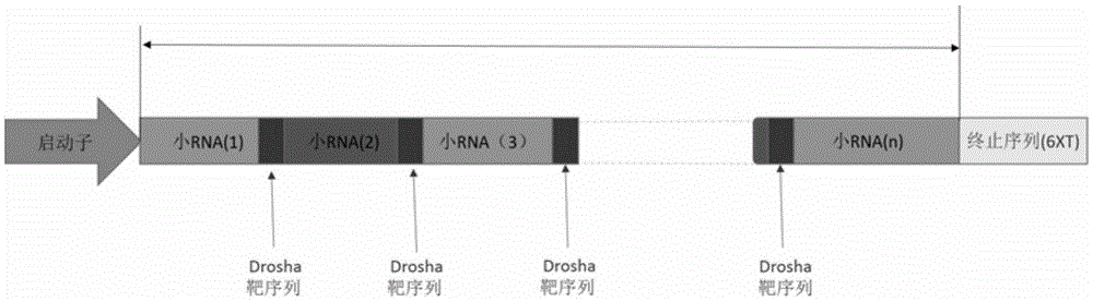 Method for expression of CRISPR sgRNA by eukaryotic cell III-type promoter and use thereof