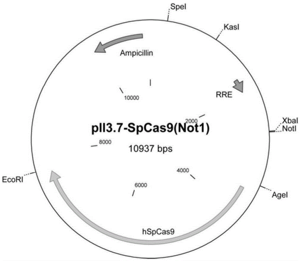 Method for expression of CRISPR sgRNA by eukaryotic cell III-type promoter and use thereof