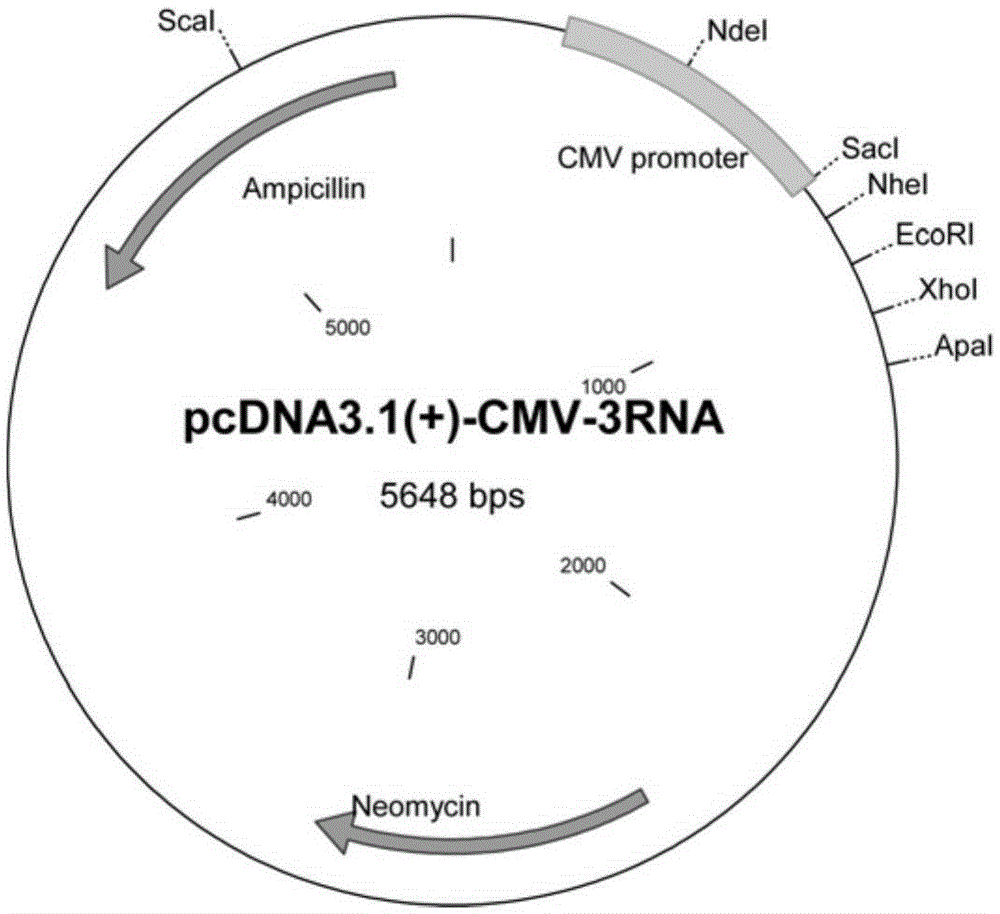 Method for expression of CRISPR sgRNA by eukaryotic cell III-type promoter and use thereof