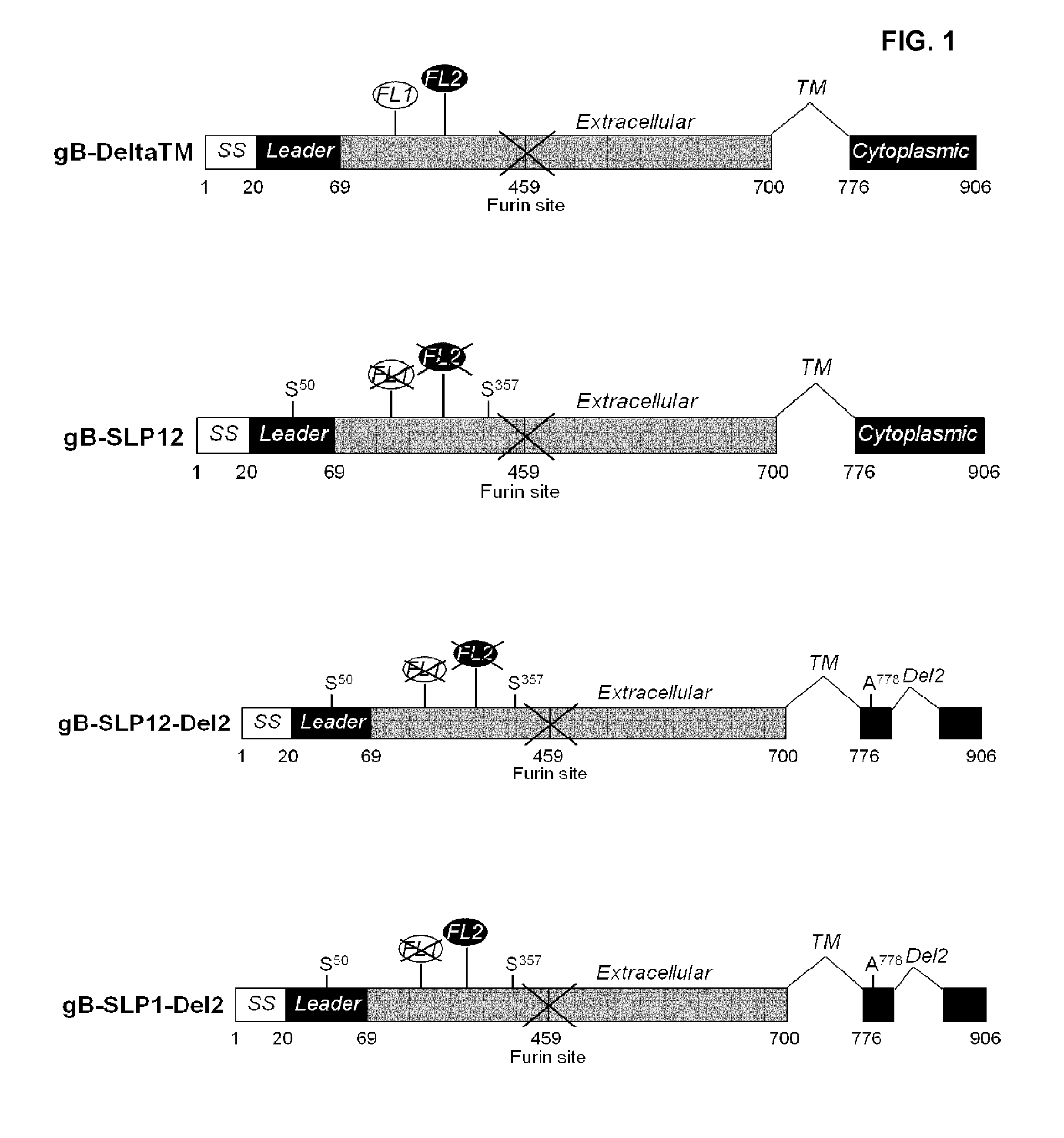 Cytomegalovirus gb antigen