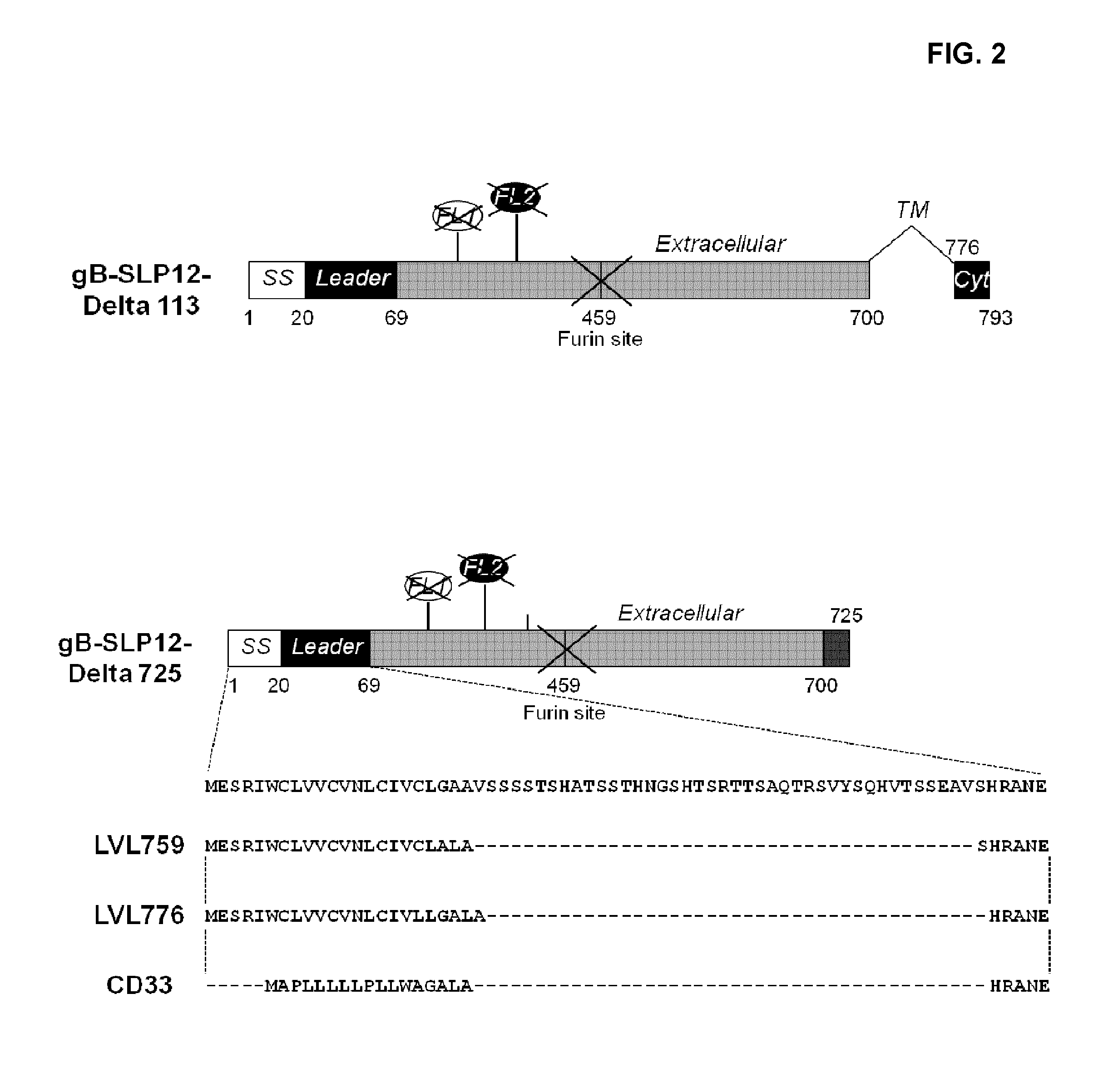 Cytomegalovirus gb antigen