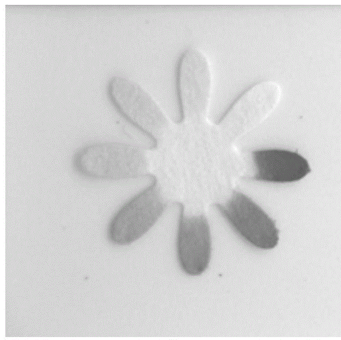 A microfluidic paper-based chip for detecting hepatitis C virus antibody and its preparation method