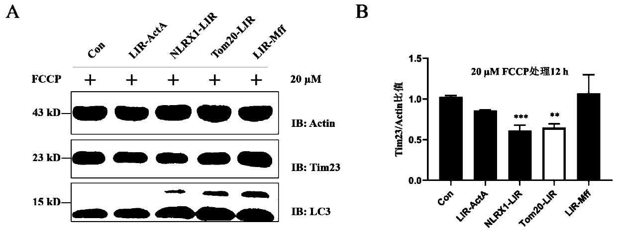 Chimeric molecule for mediating mitochondrial targeted degradation based on autophagy mechanism and application thereof