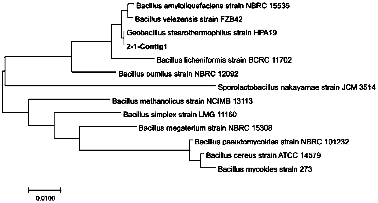 Bacillus stearothermophilus A21 and microbial inoculum and application thereof to kitchen waste treatment