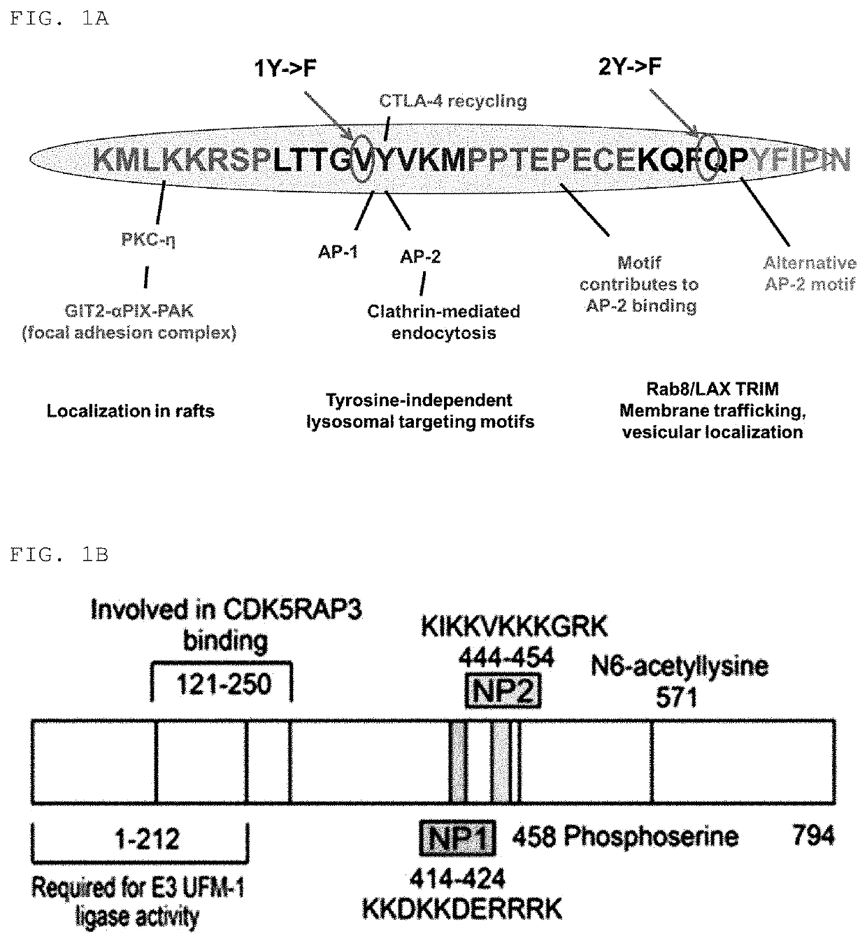 Pharmaceutical composition for preventing and treating transplant rejection