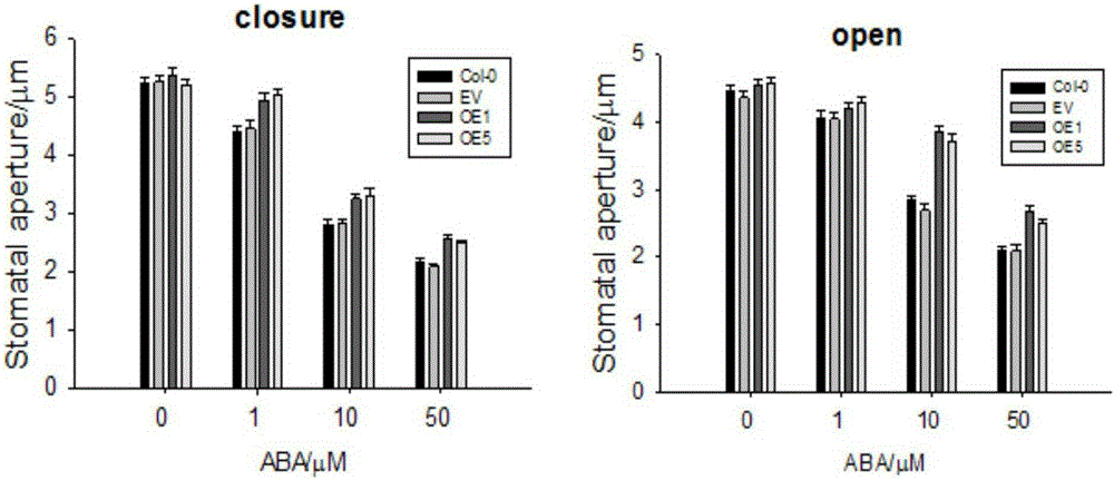 Application of maize mitochondrion pyruvic acid transporter gene ZmNRGA1 in regulation of stomatal movement and drought resistance of plants