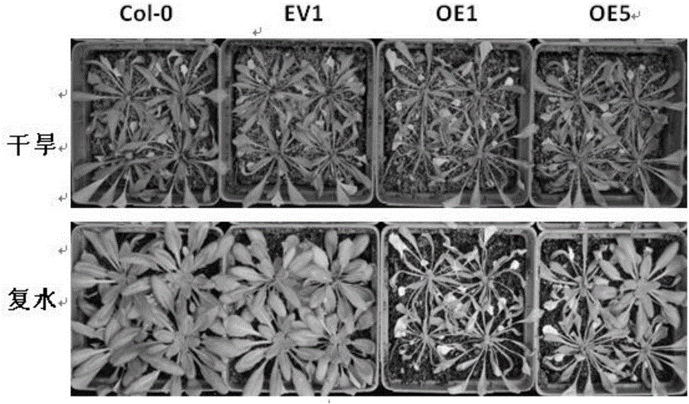 Application of maize mitochondrion pyruvic acid transporter gene ZmNRGA1 in regulation of stomatal movement and drought resistance of plants