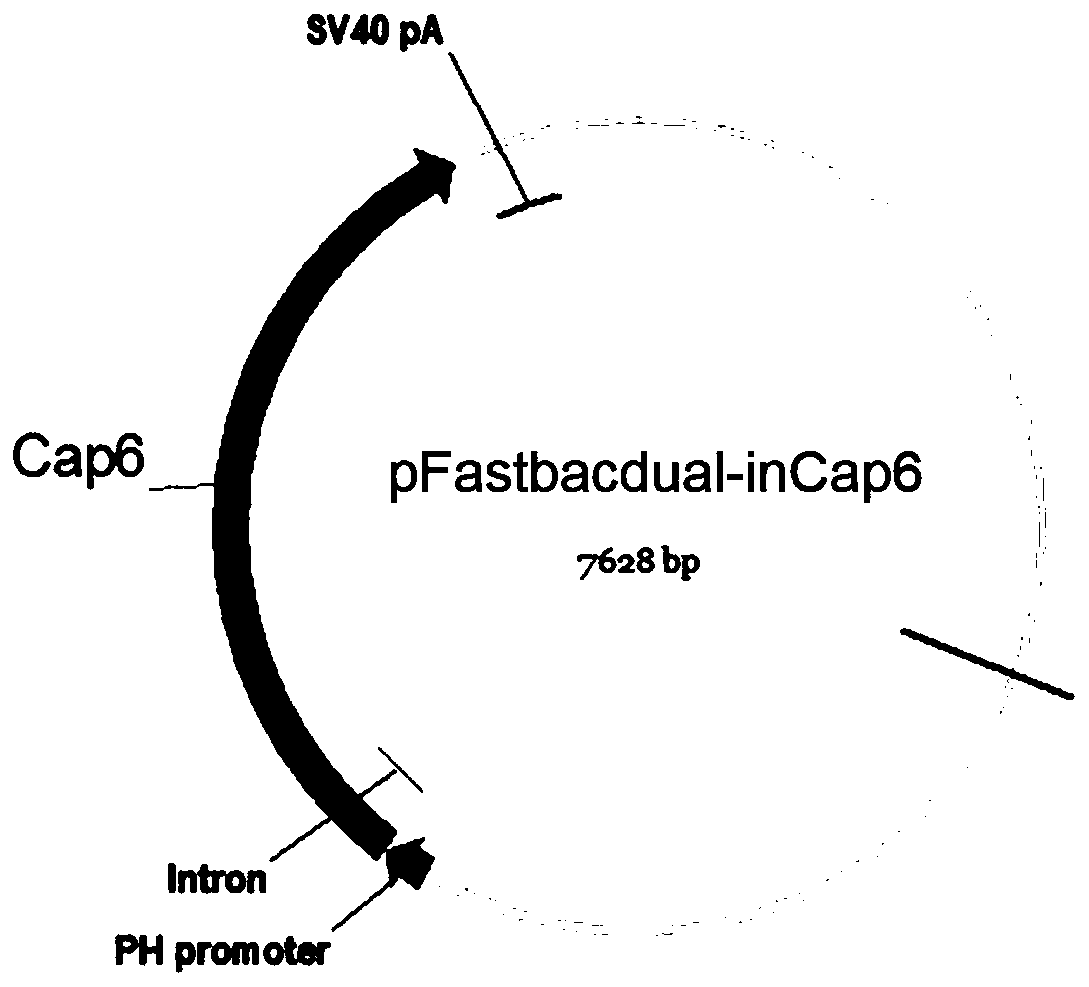 AAV (adeno-associated virus) virion with mutated capsid and application of AAV virion