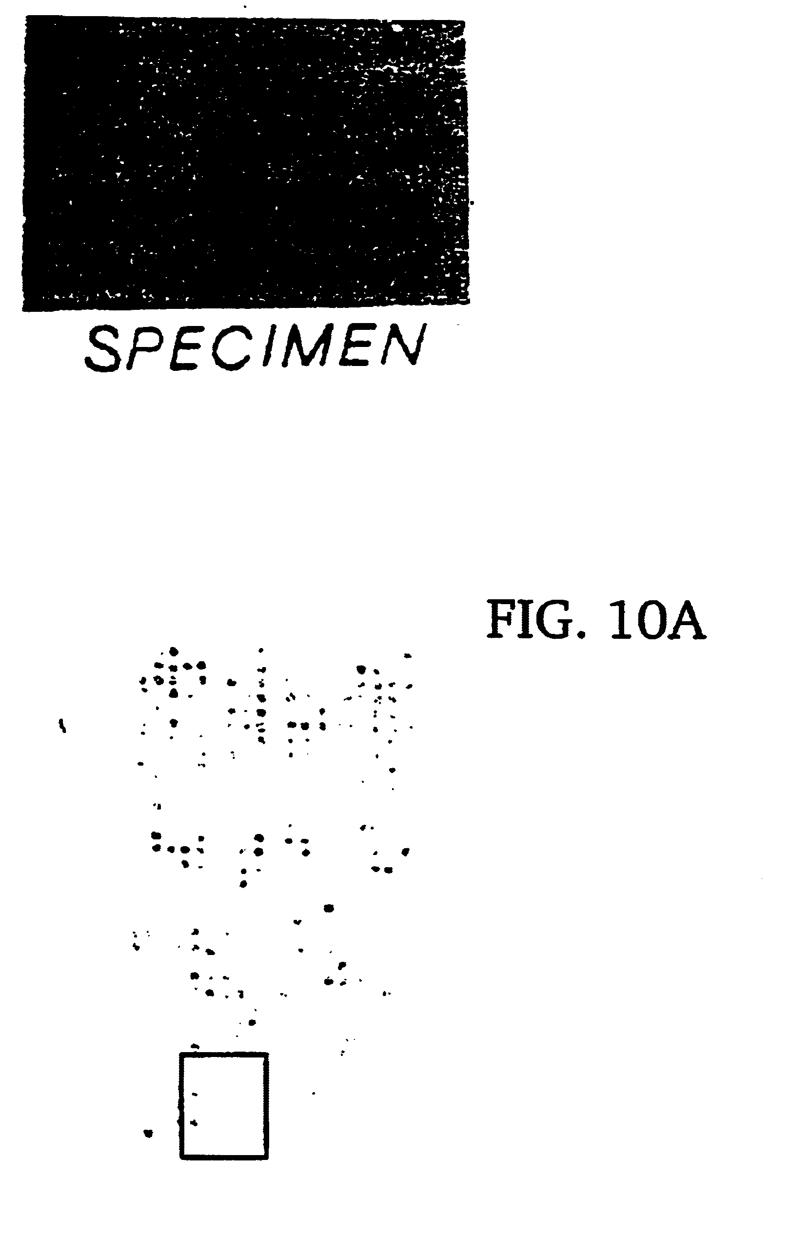 Cellular arrays and methods of detecting and using genetic disorder markers