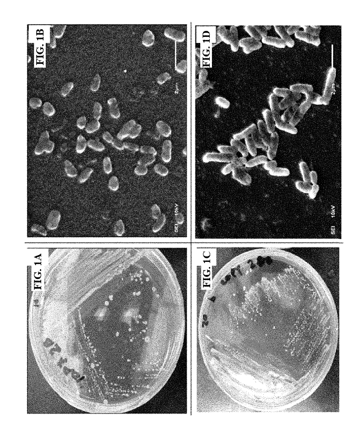 Method for biodegrading high molecular weight polycyclic aromatic hydrocarbon pyrenes with halophilic bacteria