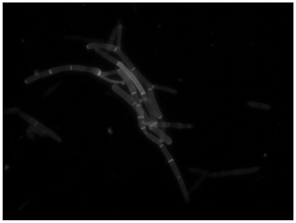 The Application of 20-Hydroxyecdysone in Promoting the Development of Blastospores of Cordyceps sinensis to Form Mycelium