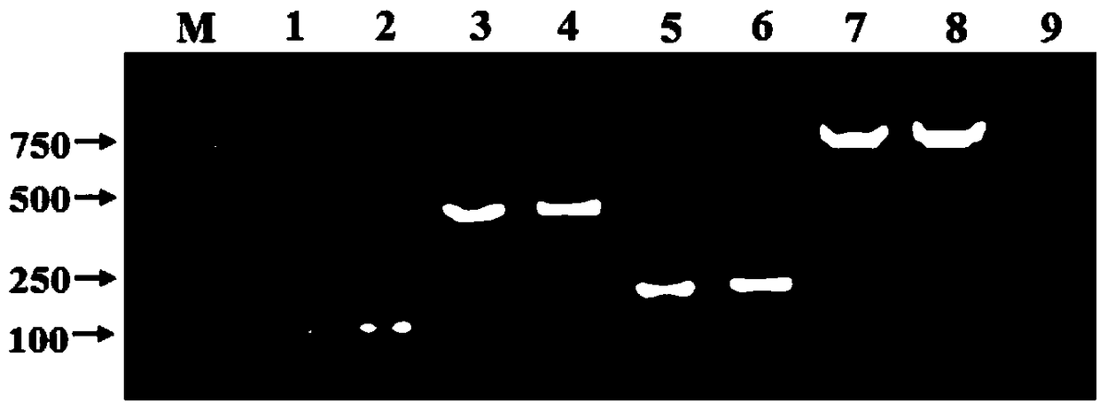 Primer combination used for synchronously detecting four infectious disease viruses of pigs and detection kit