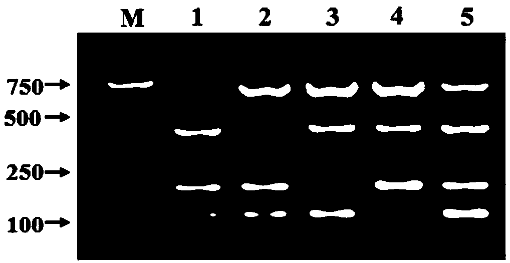 Primer combination used for synchronously detecting four infectious disease viruses of pigs and detection kit