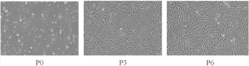 Stem cell culture medium and stem cell separating method