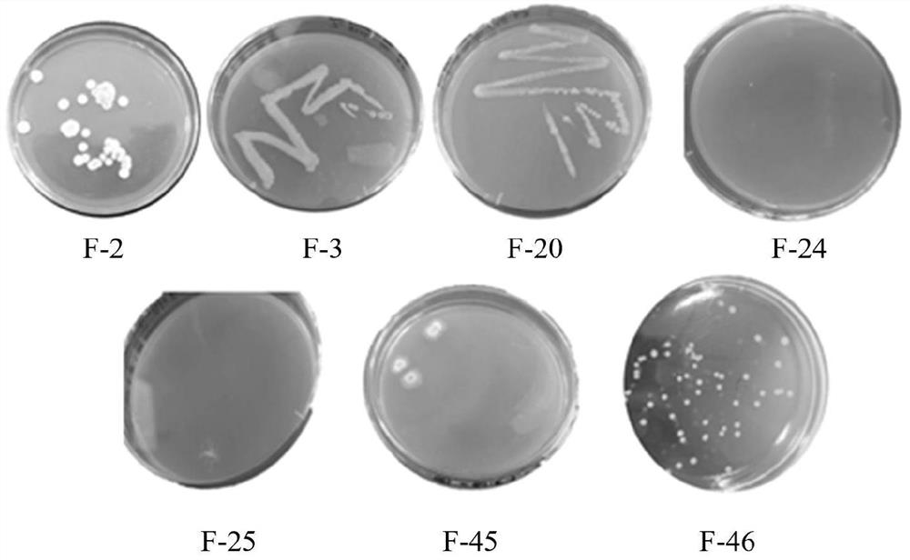Agrobacterium tumefaciens F-45 with high yield of C21 steroidal glycoside and application of Agrobacterium tumefaciens F-45